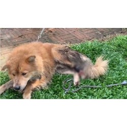 Polícia Civil resgata cão abandonado em Campo Largo
